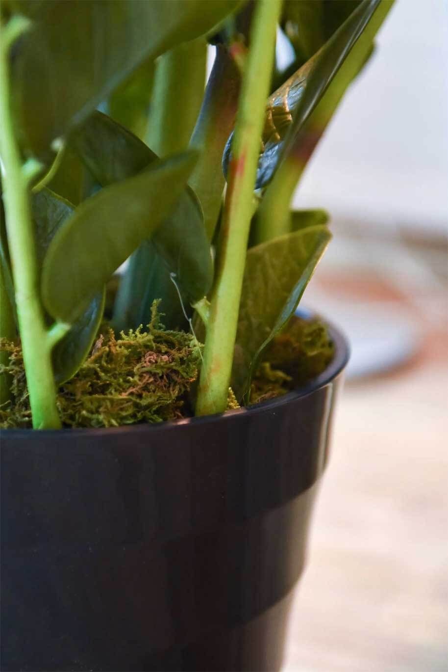 Glücksfeder / Zamioculcas Pflegetipps und Wissenswertes VIVANNO