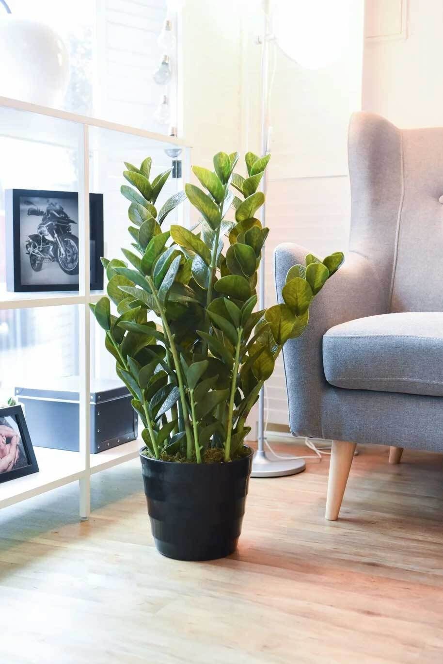 Glcksfeder / Zamioculcas: Pflegetipps und Wissenswertes | VIVANNO