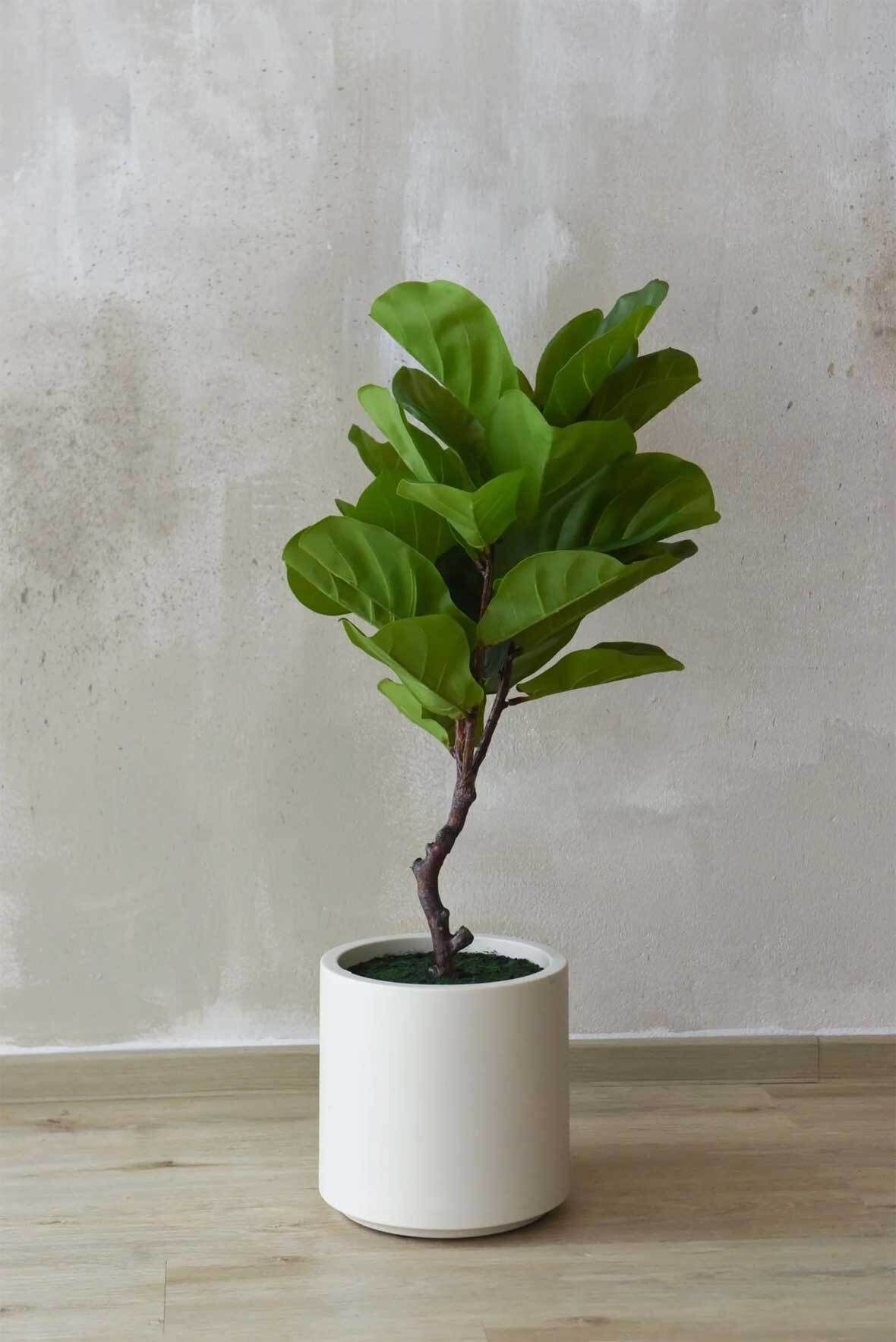 monstera narrow Mini Monstera main image 1