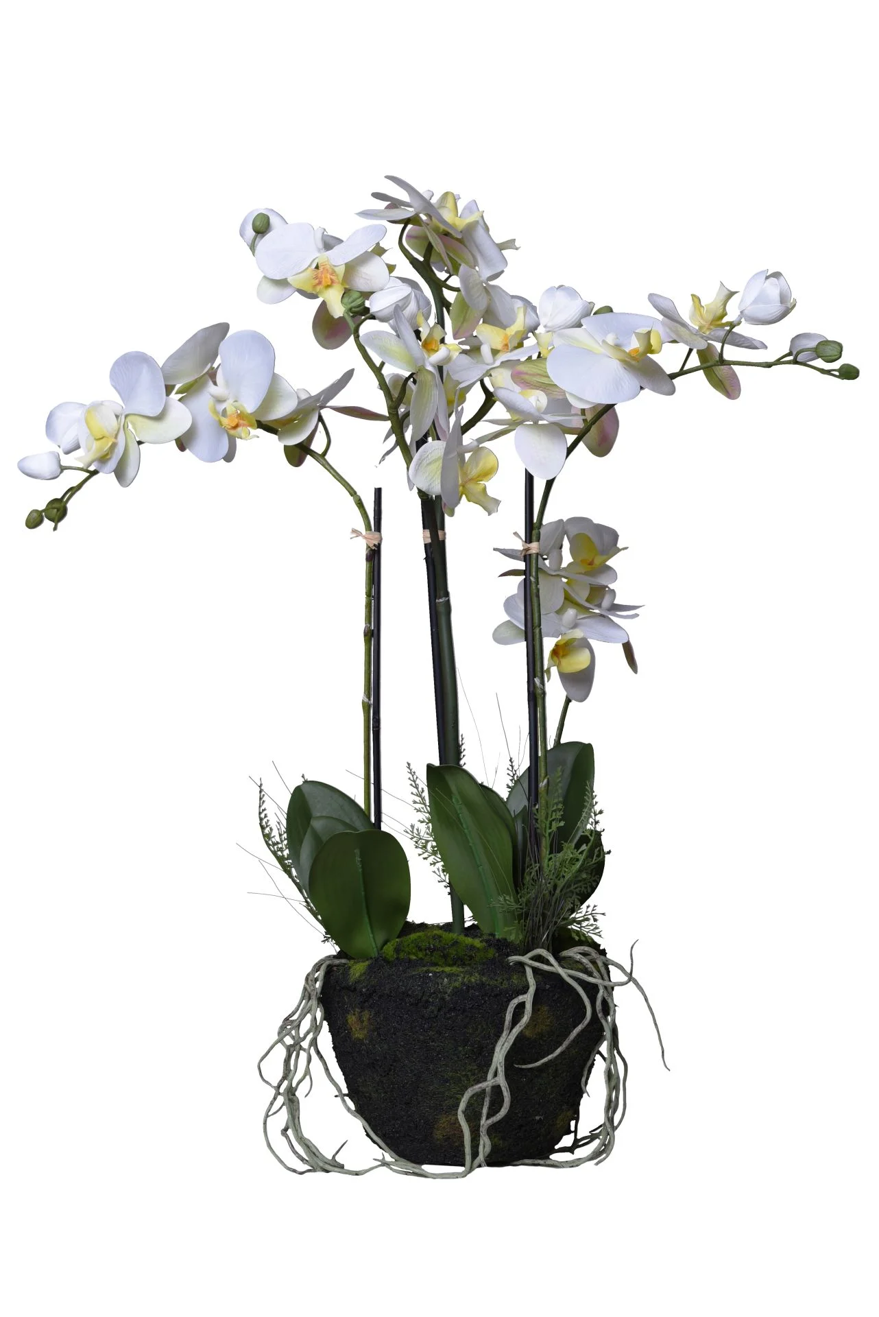 Kunstpflanzen tuschend echt: Von Agave bis Orchidee | VIVANNO