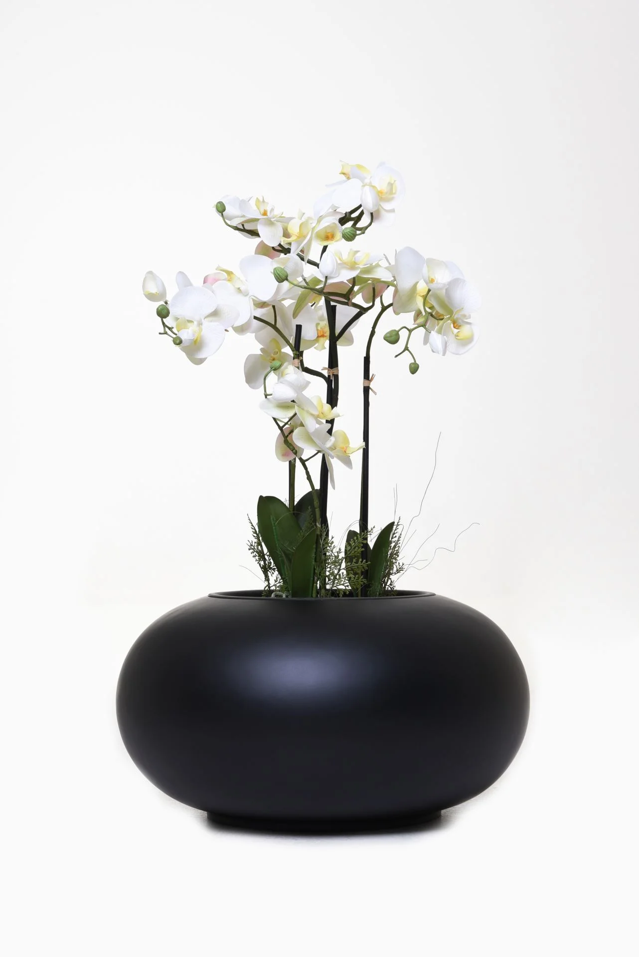 monstera cuidado Monstera Deliciosa L  Garden Room