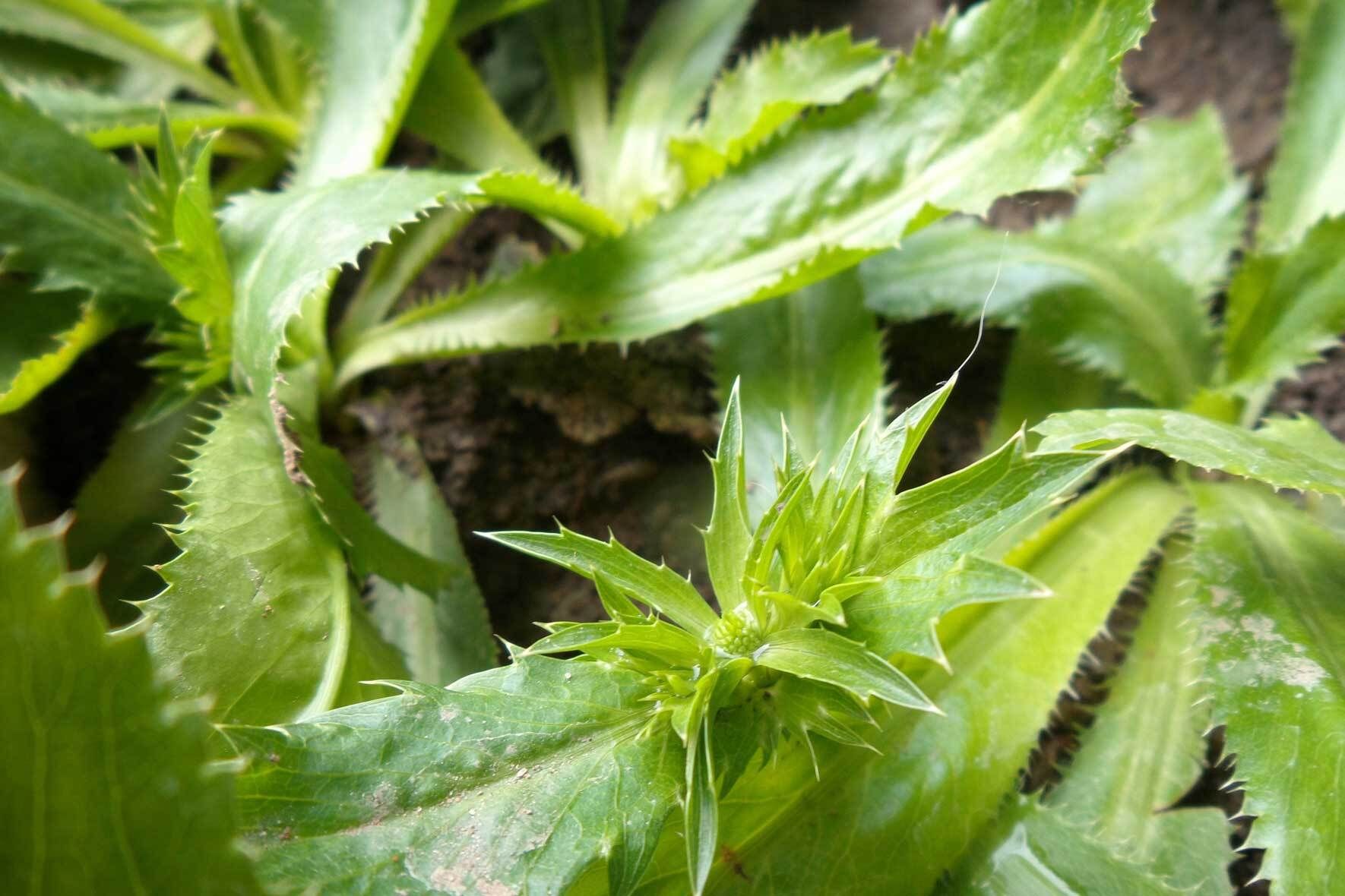 Koriander im Topf säen, pflanzen und pflegen | VIVANNO