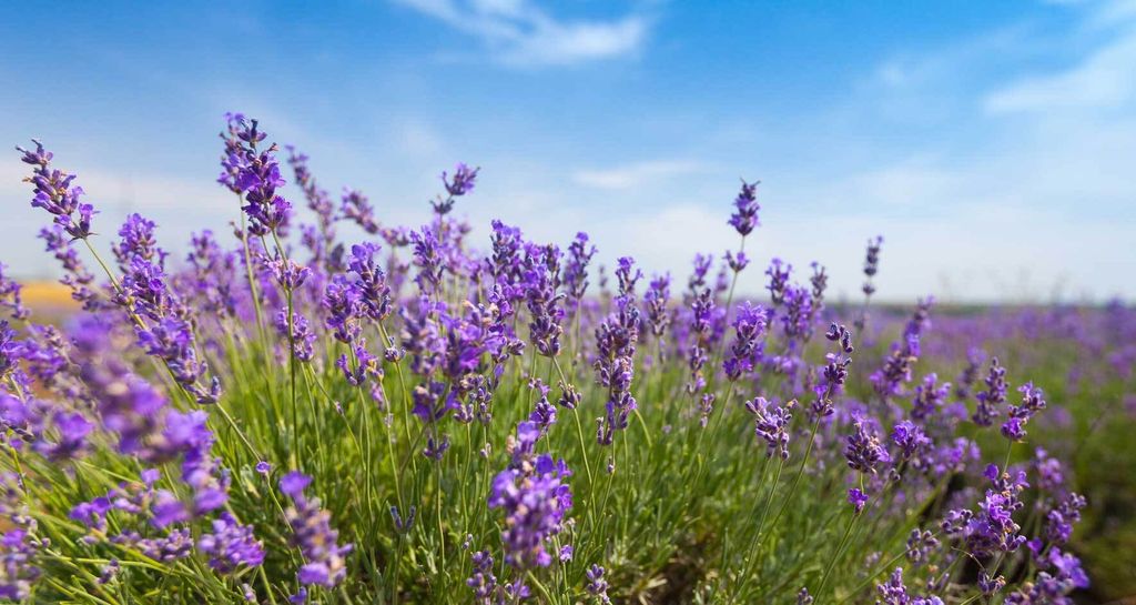 Lavendel im Topf pflanzen, pflegen, überwintern VIVANNO