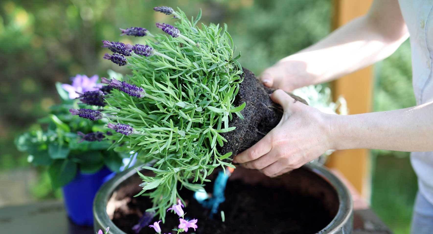 Lavendel im Topf pflanzen, pflegen, überwintern VIVANNO
