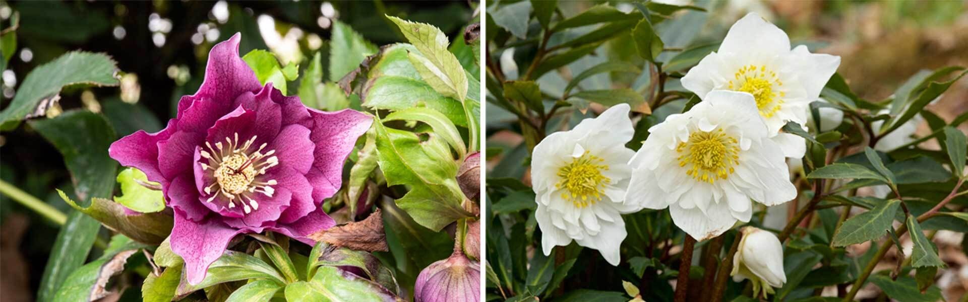 Winterblüher für den Garten VIVANNO
