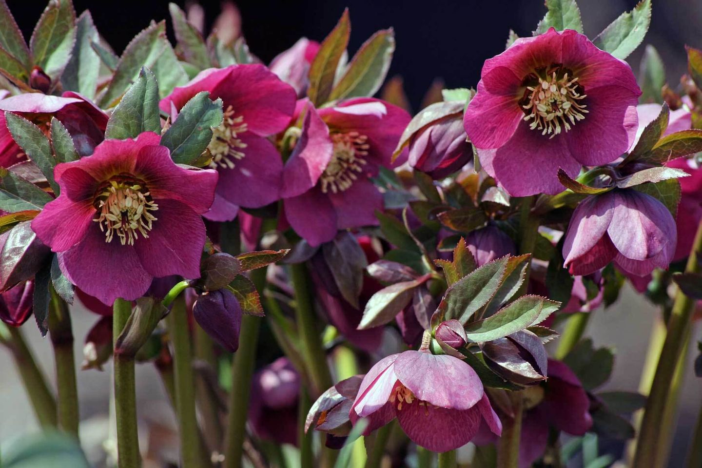Die Christrose im Topf Pflegetipps und Wissenswertes VIVANNO