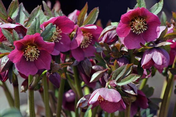 Die Christrose im Topf Pflegetipps und Wissenswertes VIVANNO