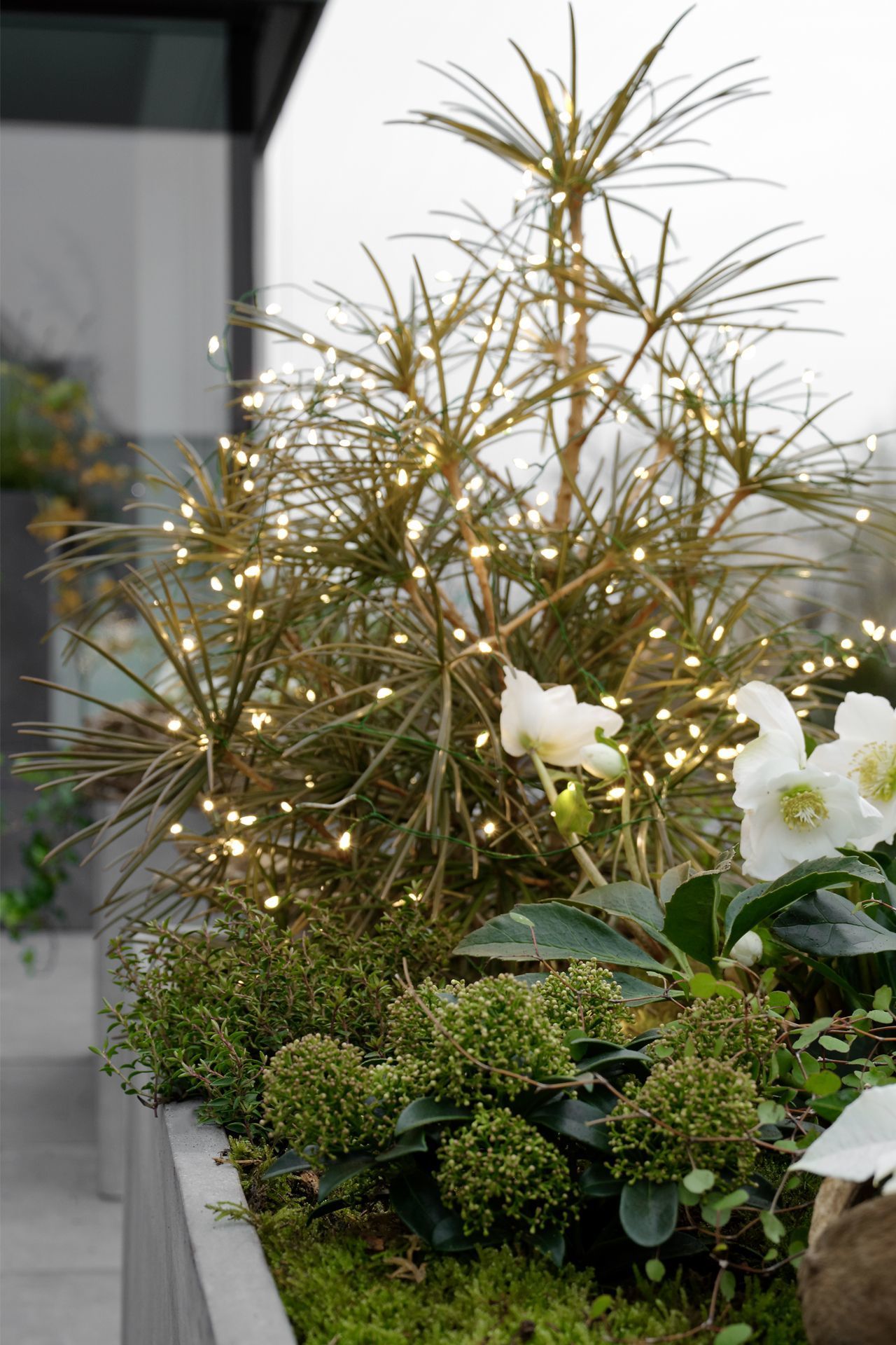 hochstamm zimmerpflanze Apfelbaum 'Elstar' Hochstamm (selbstbefruchtend) kaufen | Malus domestica  'Elstar'