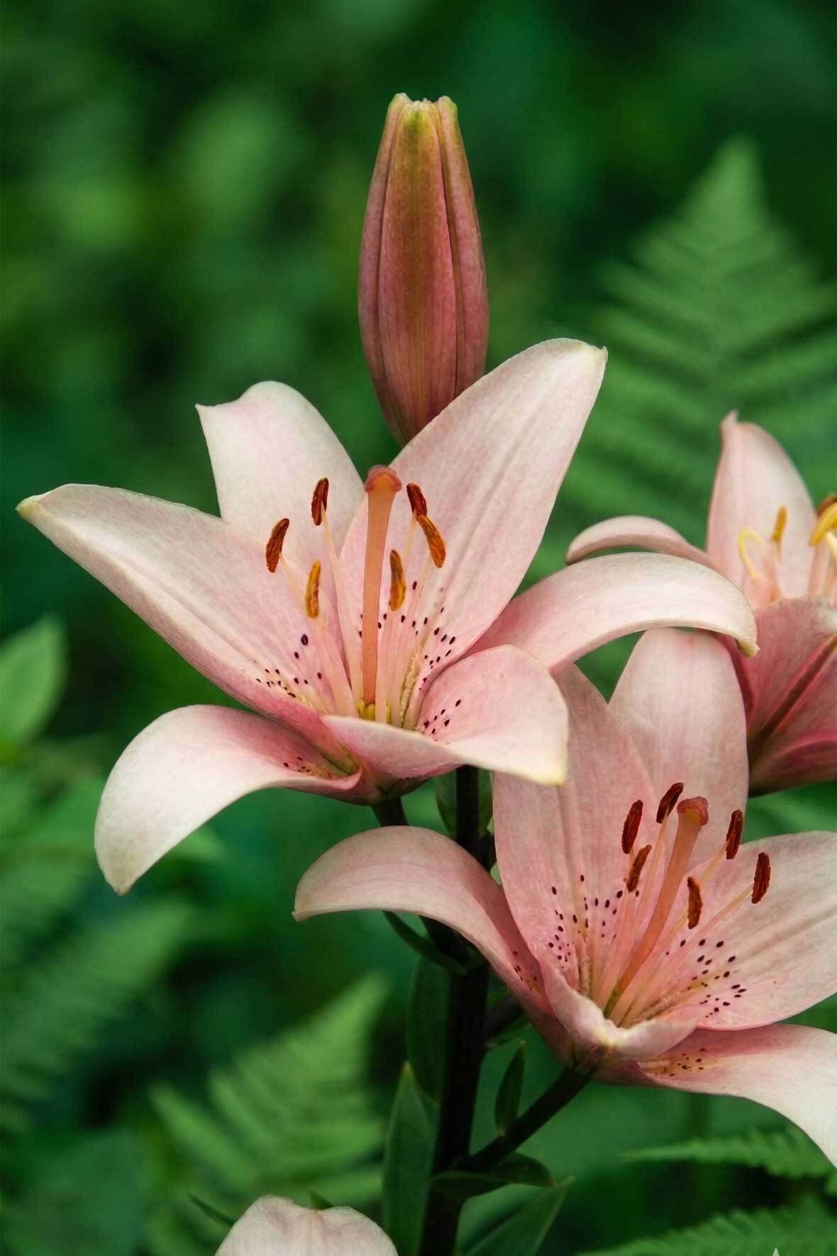 Lilien in Topf und Kbel: pflanzen, pflegen, berwintern | VIVANNO