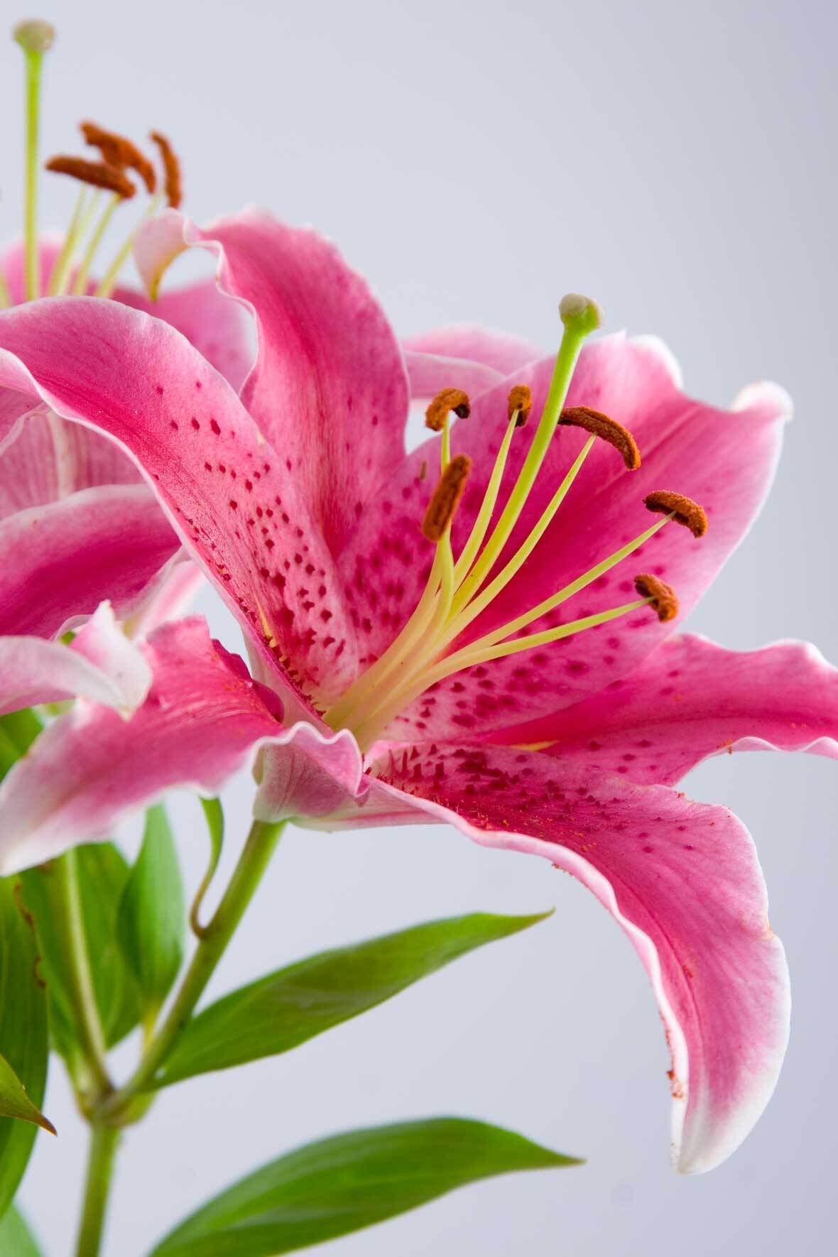 Lilien in Topf und Kbel: pflanzen, pflegen, berwintern | VIVANNO