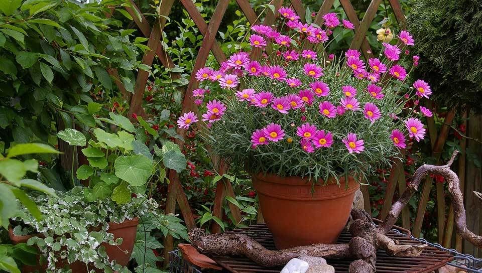 Richtig dngen im Pflanzkbel, Blumentopf und Balkonkasten | VIVANNO