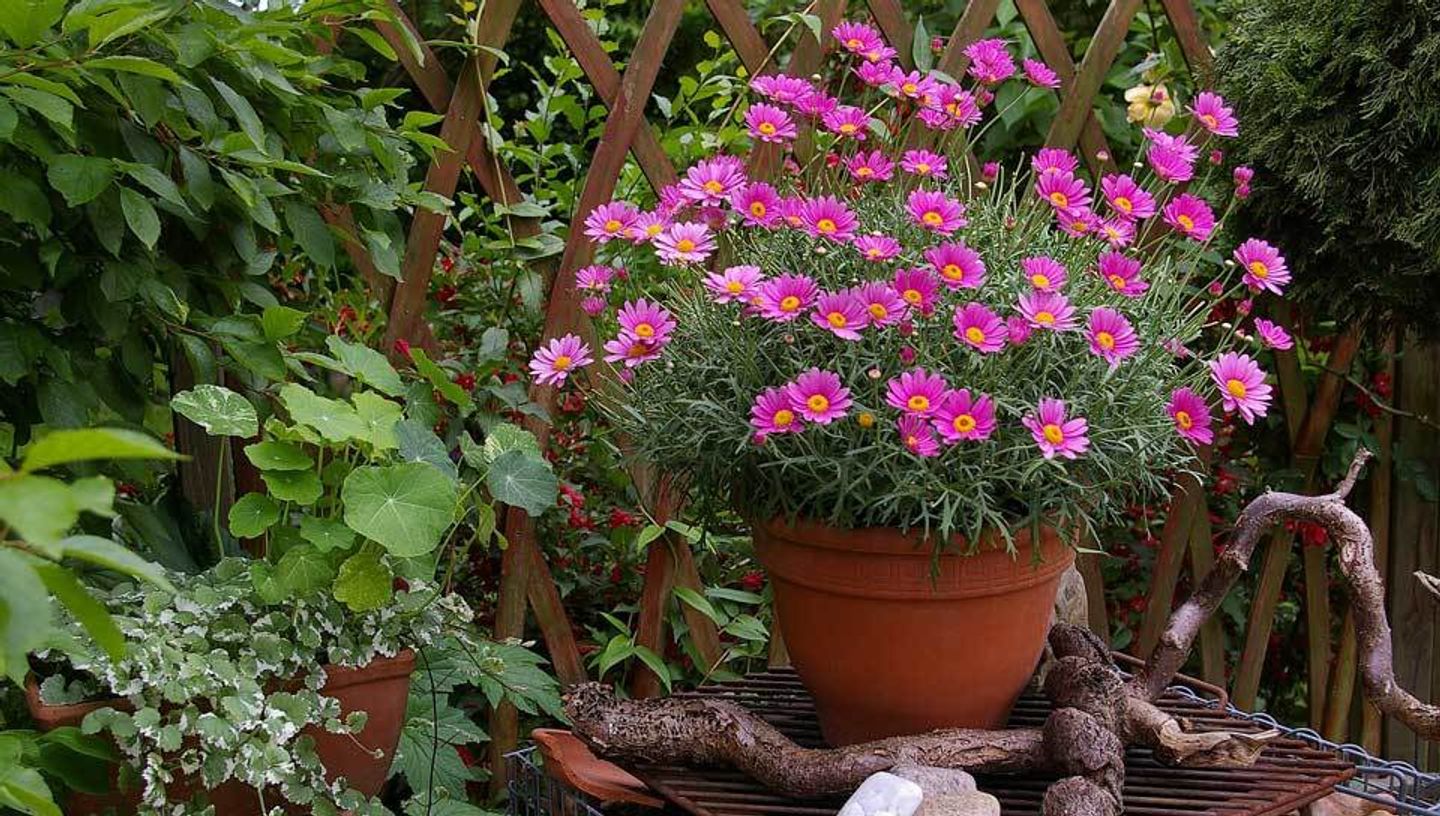 Richtig düngen im Pflanzkübel, Blumentopf und Balkonkasten VIVANNO