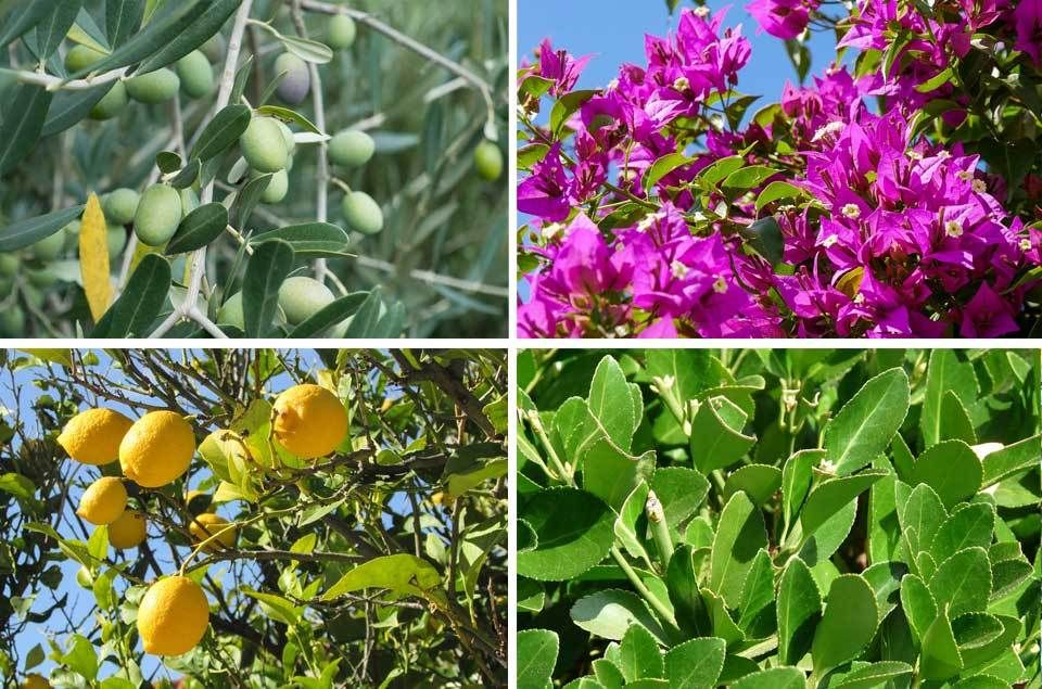 Mediterrane Pflanzen fr Balkon und Terrasse | VIVANNO