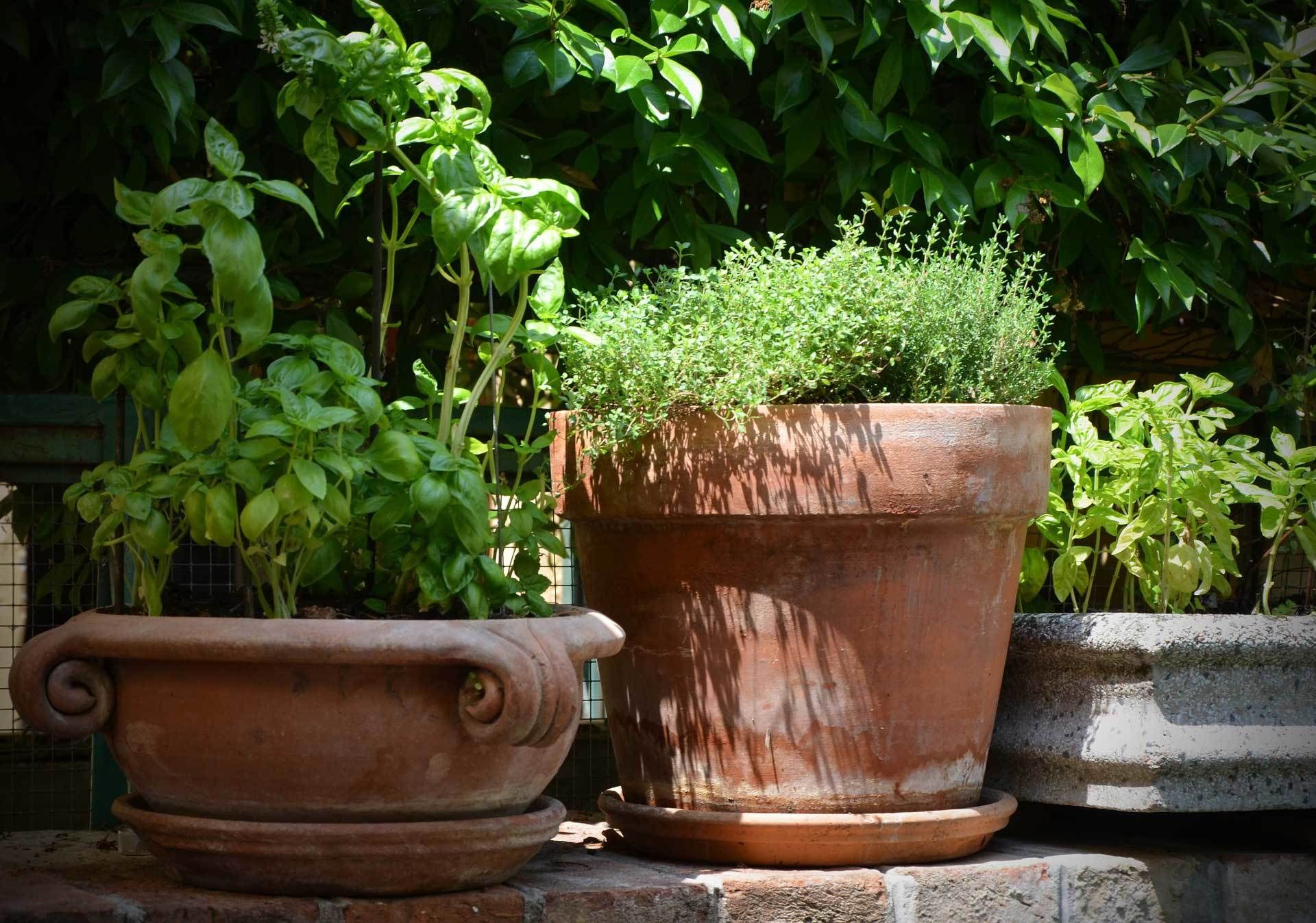 Mediterrane Pflanzen für Balkon und Terrasse VIVANNO