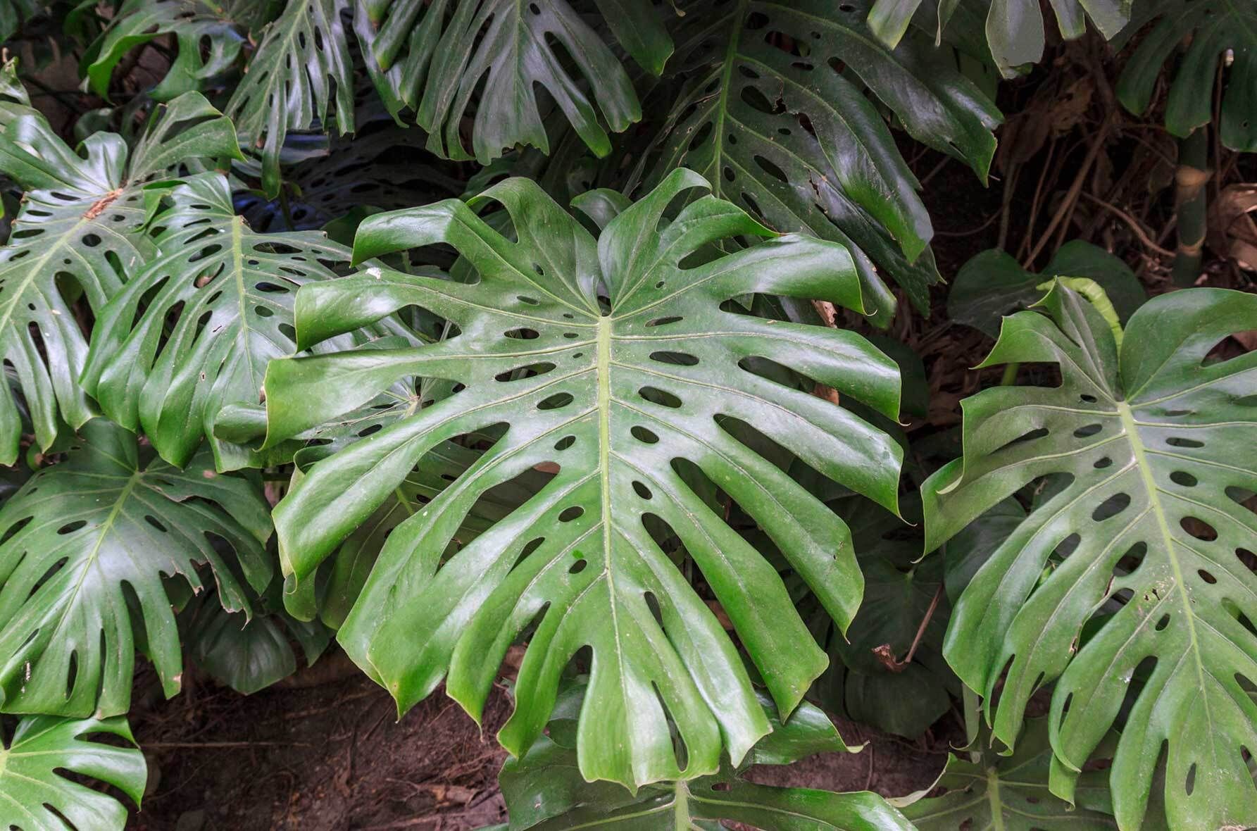song of india plant Song of India Plant - Live Plant in a 6 Inch Pot - Dracaena Reflexa main image 1