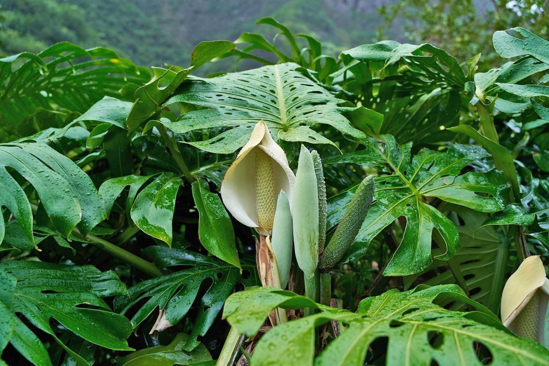 monstera obliqua adansonii Monstera obliqua “Loreto” – AABexotics