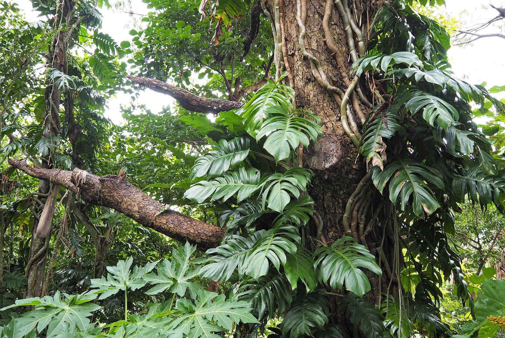 philodendron pastazanum crawler Philodendron Pastazanum – Plant Studio main image 0