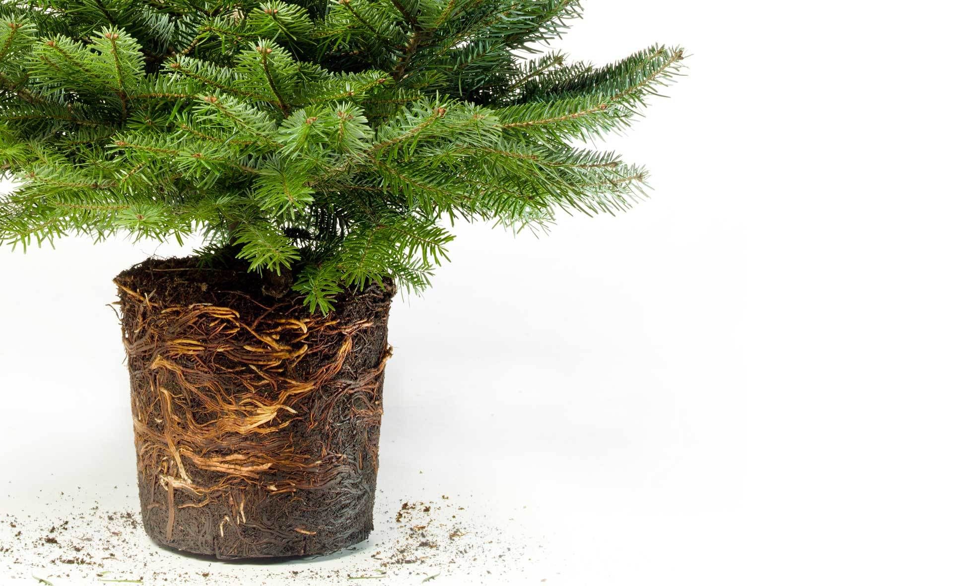 Weihnachtsbaum im Topf: Einkauf, Pflege, Kbelhaltung und Auspflanzen |  VIVANNO