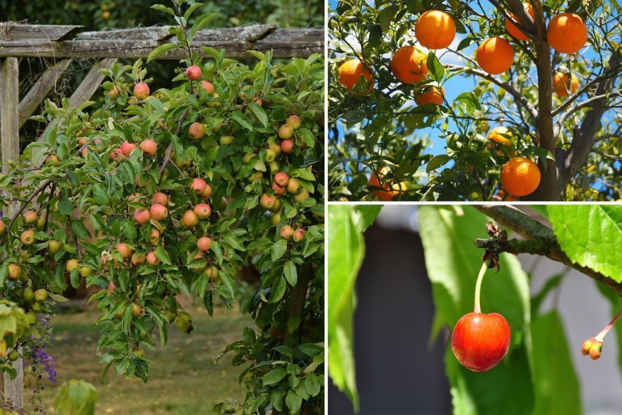 Gartenarbeit im Frühling Gartenkalender März und April VIVANNO