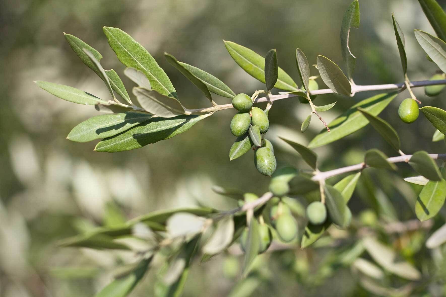 wasserbedarf olivenbaum im topf Olea Europaea Olivenbaum – vielgrün main image 1