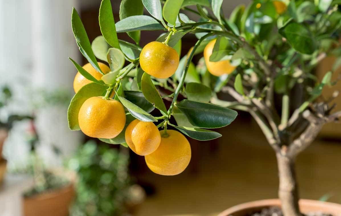 Kleine Obstbäume für Balkon und Terrasse VIVANNO