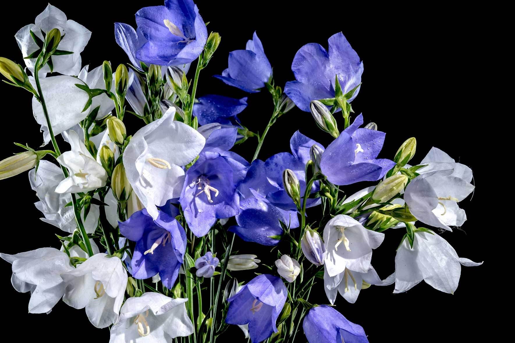 Glockenblume (Campanula): pflanzen, pflegen und vermehren | VIVANNO