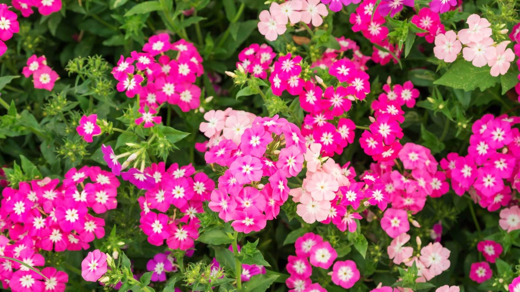 Phlox im Topf und Kbel: Die Flammenblume richtig pflegen | VIVANNO