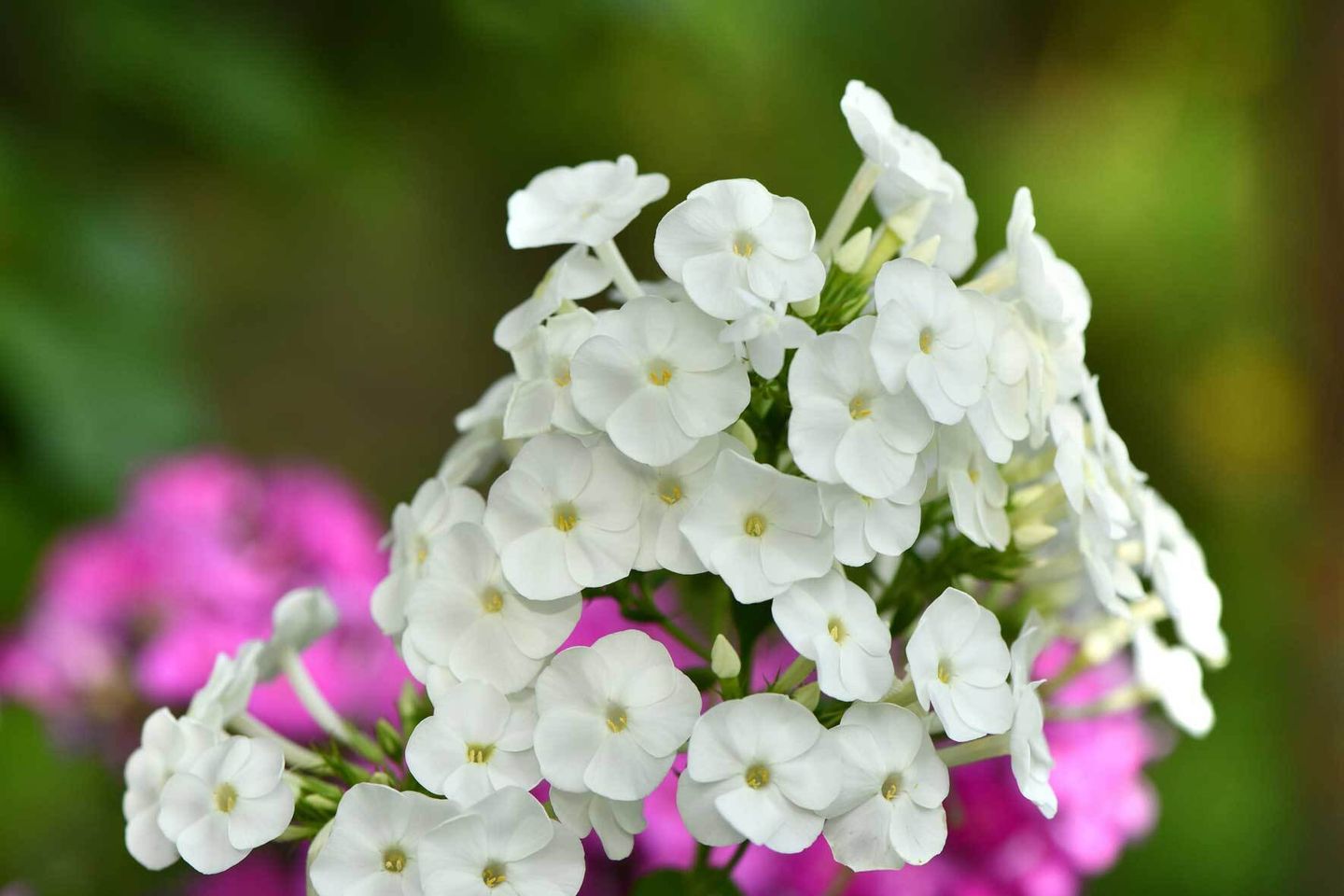 phlox-im-topf-und-k-bel-die-flammenblume-richtig-pflegen-vivanno