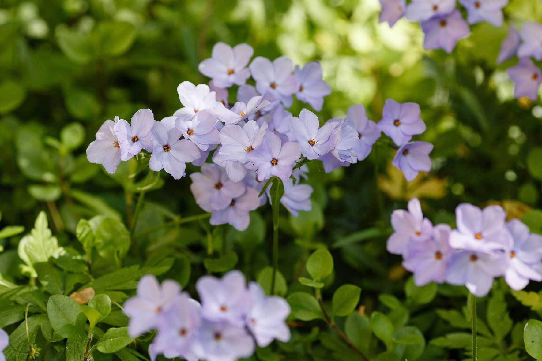 Phlox im Topf und Kbel: Die Flammenblume richtig pflegen | VIVANNO