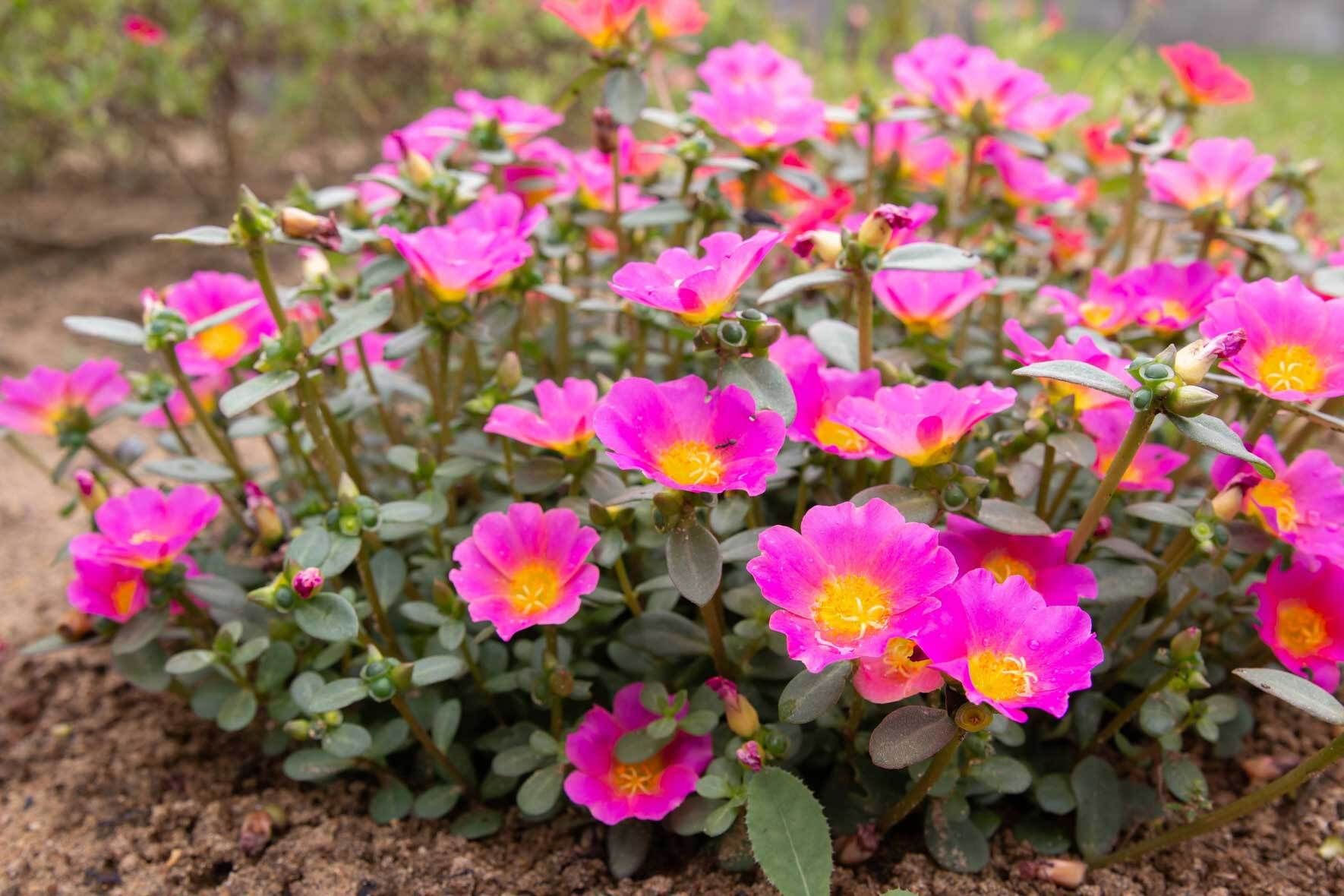 pokon dünger Pokon Flowering Plants Food – flüssiger Blühdünger main image 0