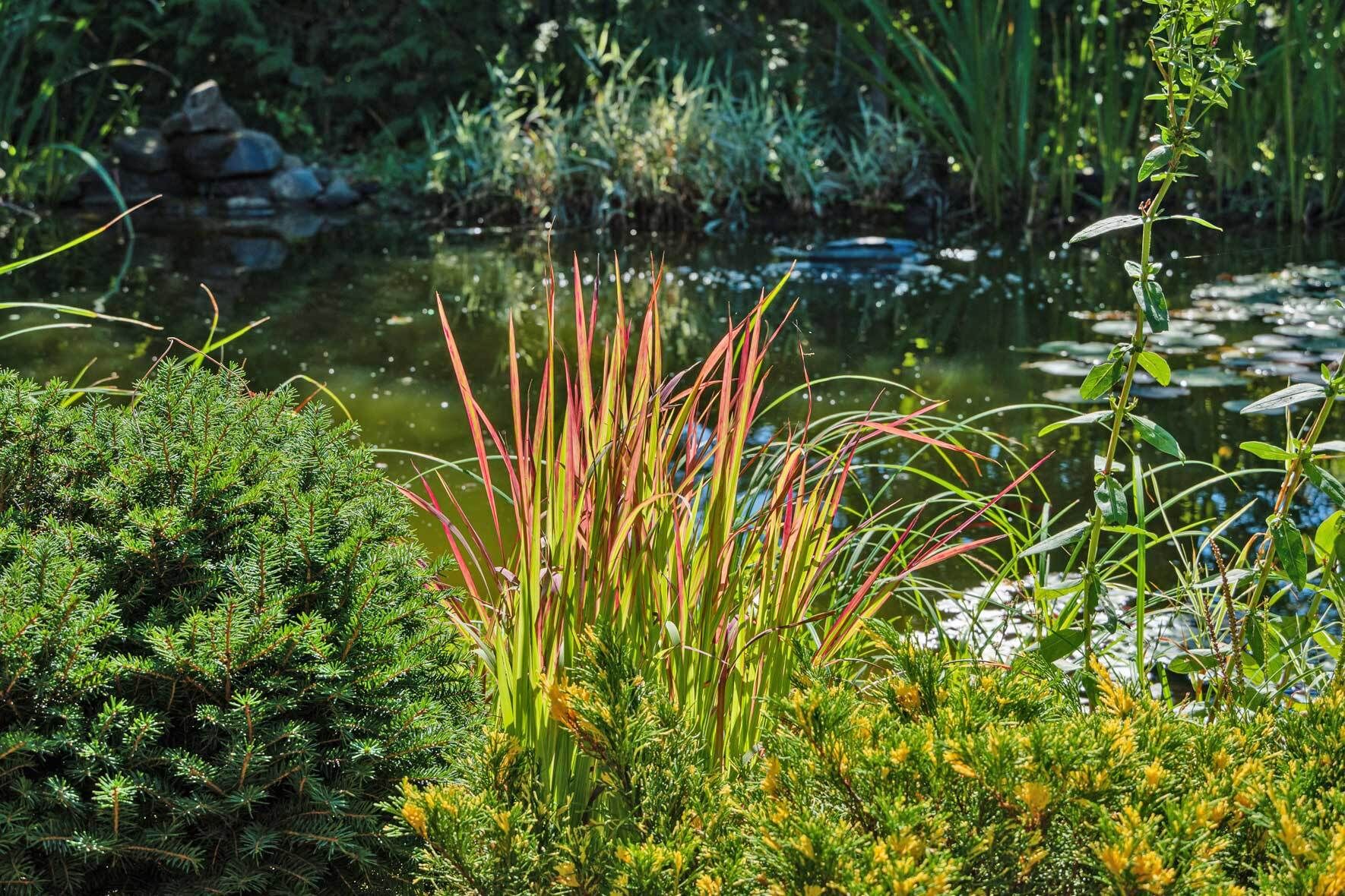 kanarischer drachenbaum winterhart Dracaena draco | Drachenbaum | Kanarischer Drachenbaum main image 1