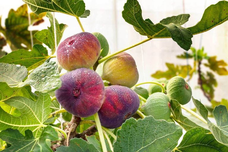 Der Feigenbaum im Kübel Standort, Pflege, Überwinterung VIVANNO