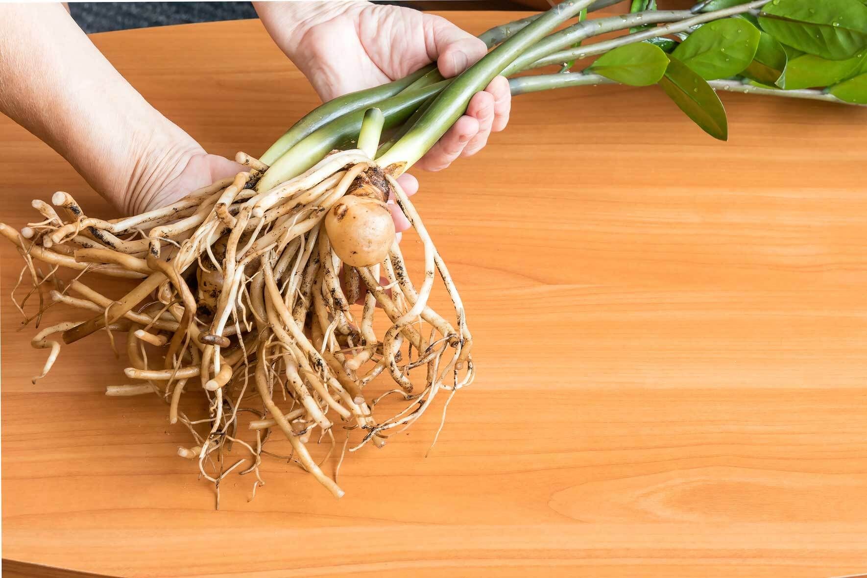 Glcksfeder / Zamioculcas: Pflegetipps und Wissenswertes | VIVANNO