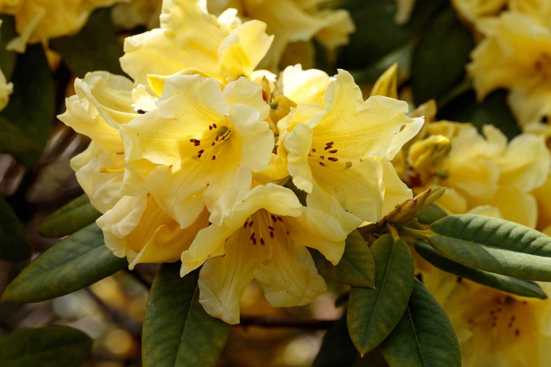 Rhododendron im Kübel pflanzen, pflegen, überwintern VIVANNO