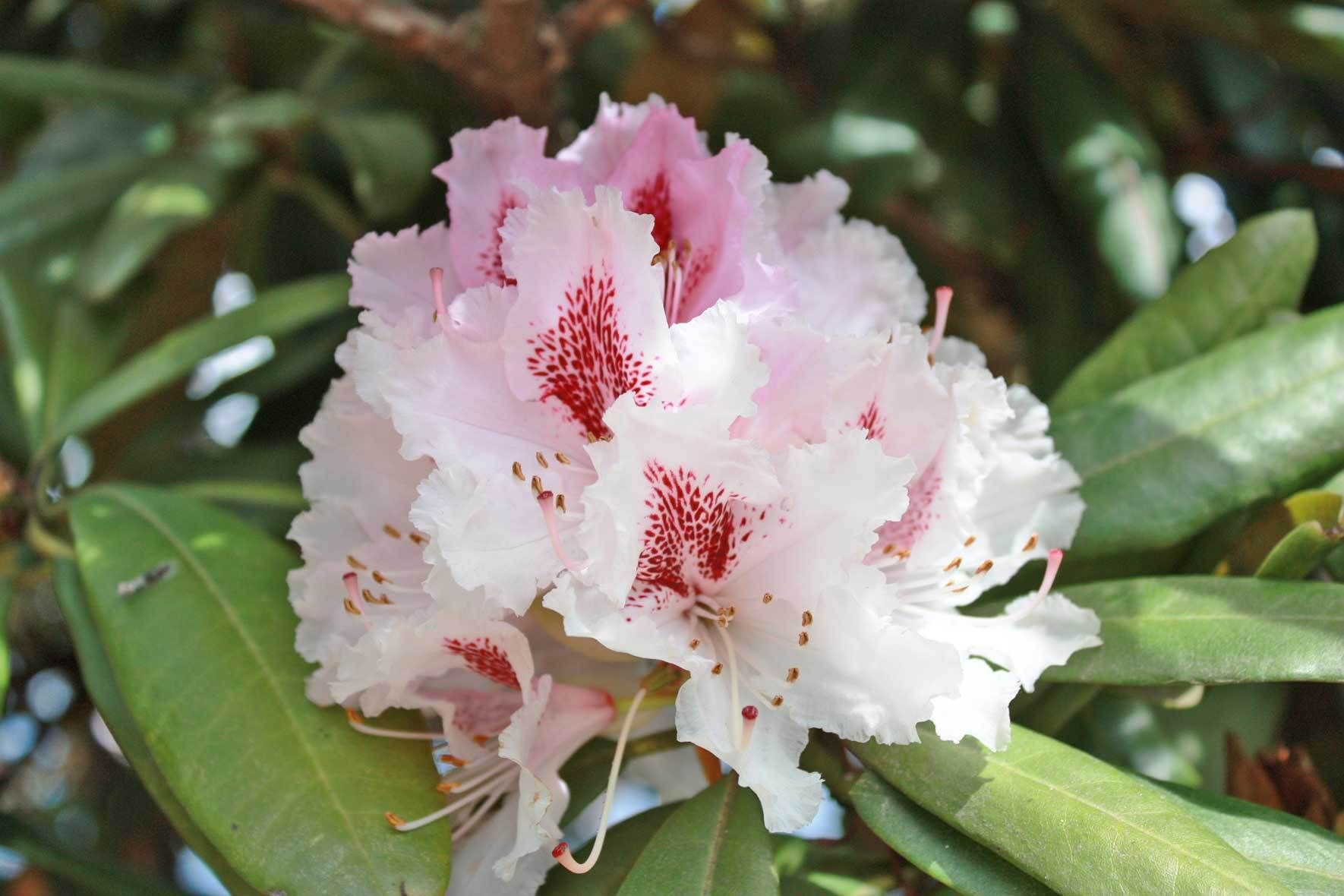 Rhododendron im Kübel pflanzen, pflegen, überwintern VIVANNO
