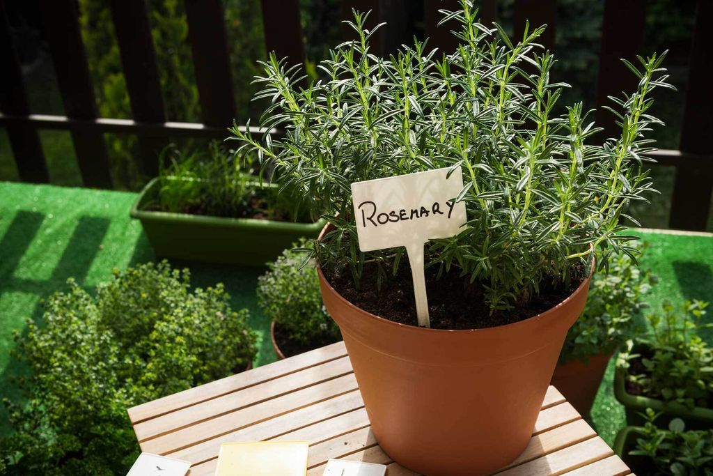 Rosmarin im Topf und Kübel Richtig pflanzen und pflegen VIVANNO