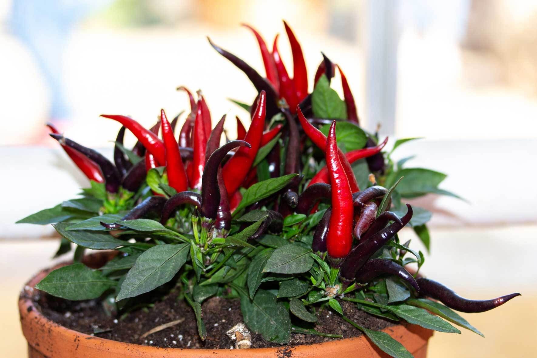 Chili Pflanze im Topf pflanzen und pflegen | VIVANNO