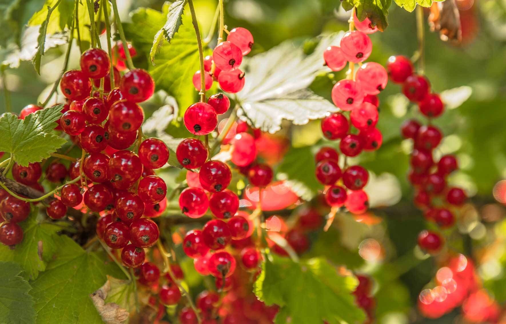 Johannisbeeren im Topf und Kübel erfolgreich anbauen VIVANNO