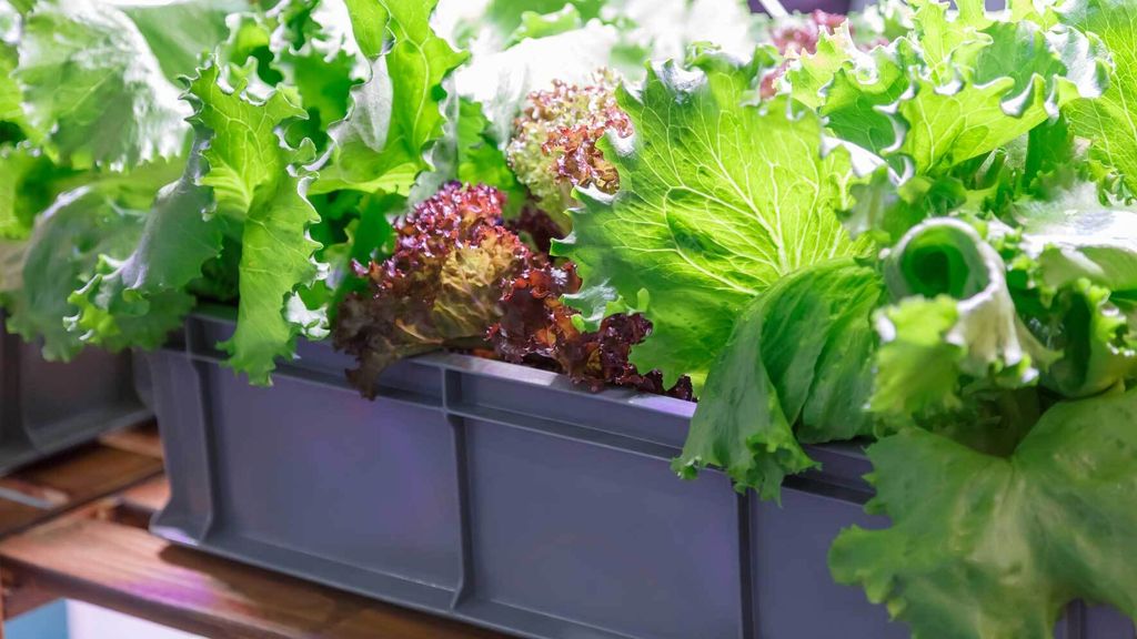 Salat im Topf und Kübel pflanzen, pflegen, ernten VIVANNO