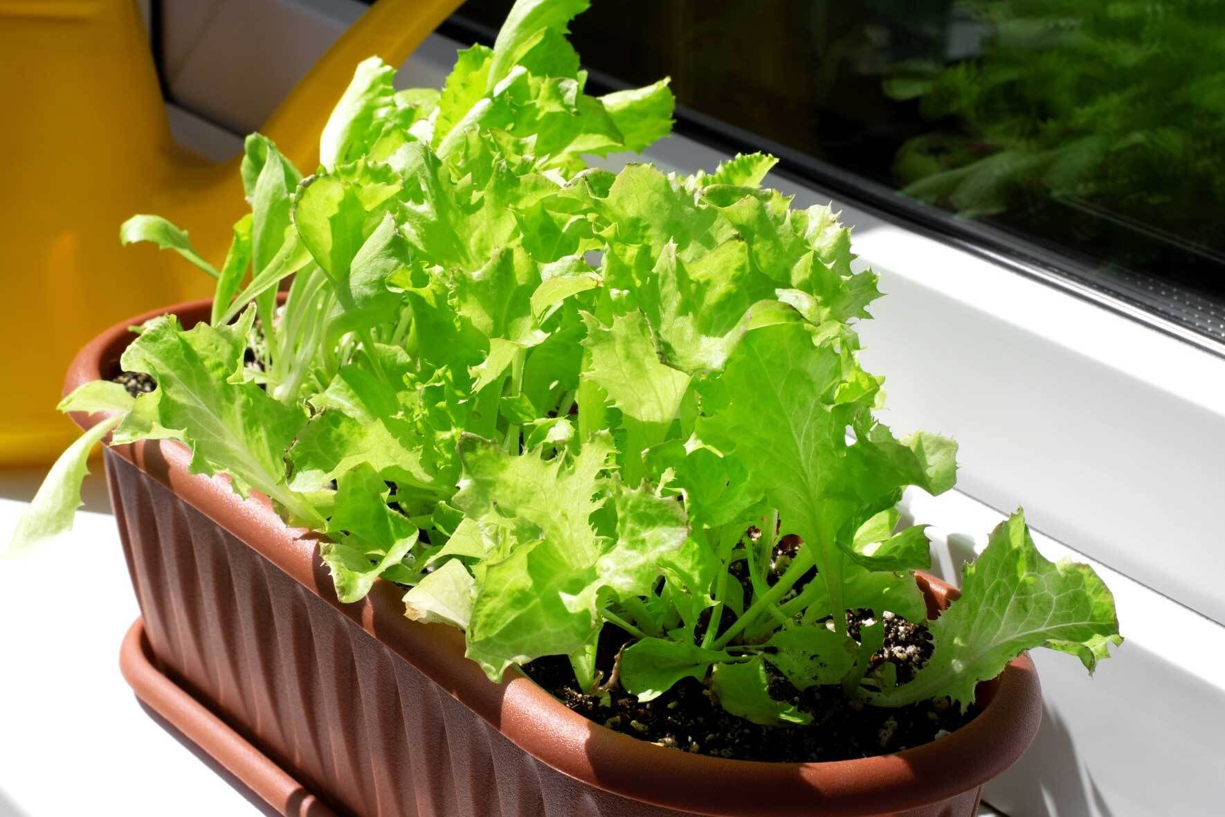 Salat im Topf und Kbel: pflanzen, pflegen, ernten | VIVANNO