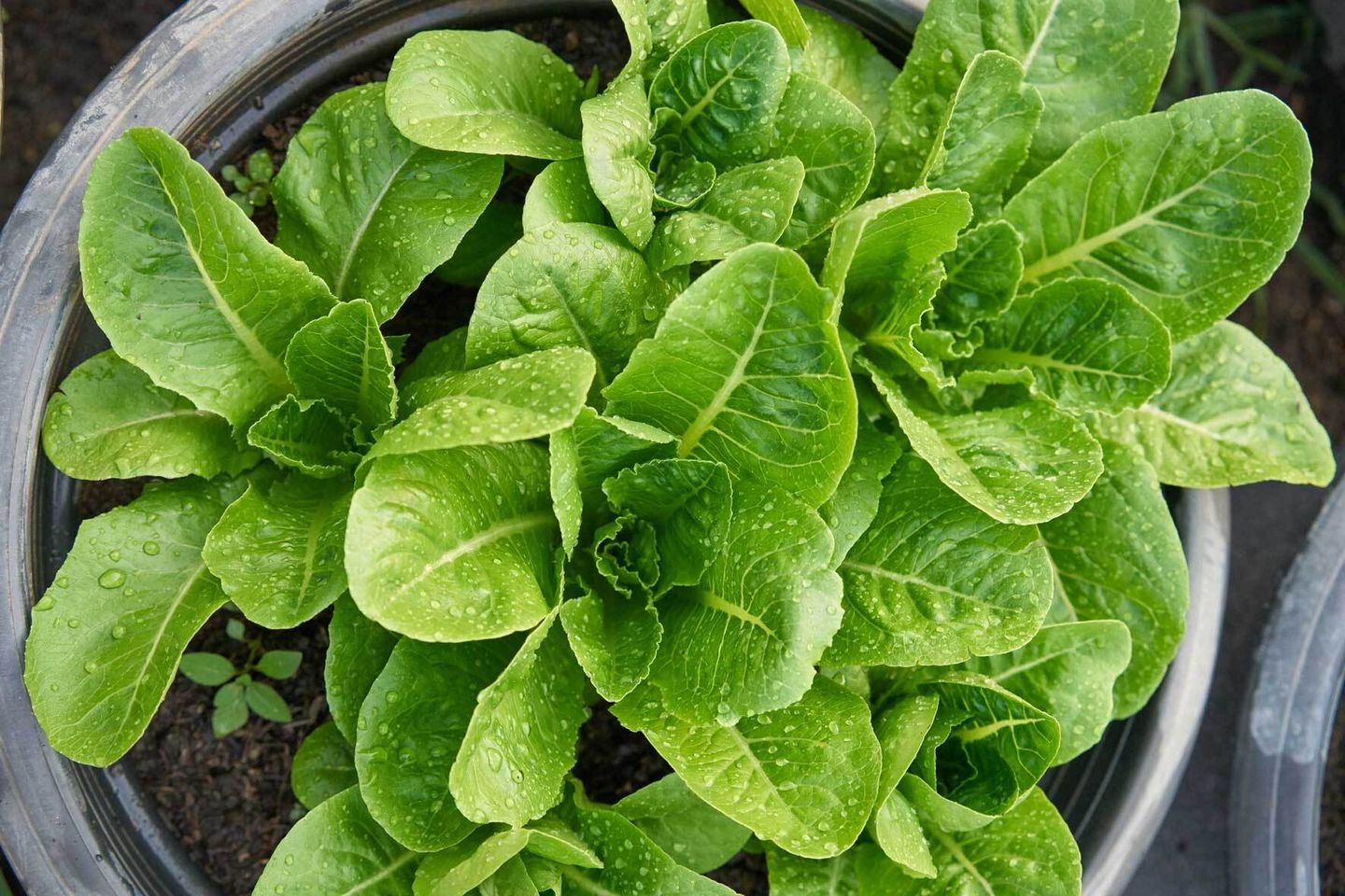 Salat im Topf und Kübel pflanzen, pflegen, ernten VIVANNO