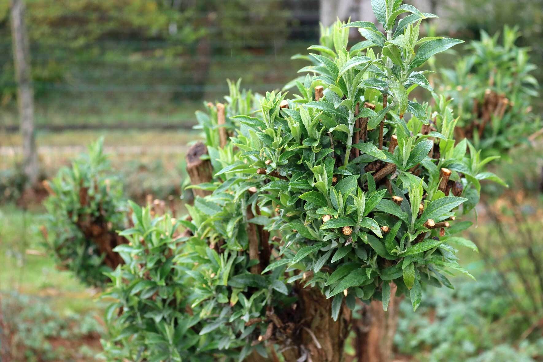 rhododendron wie oft düngen Rhododendron Dünger von Flora Boost main image 0