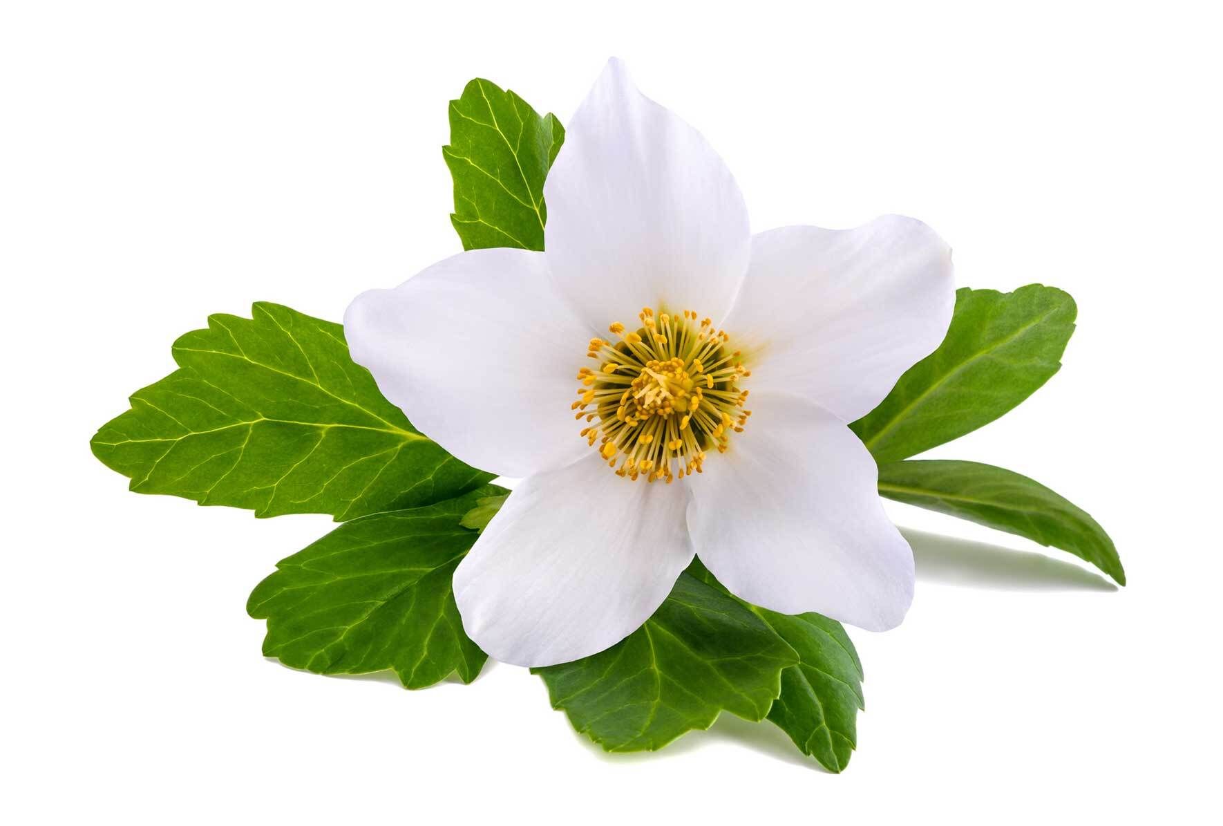 Die Christrose im Topf: Pflegetipps und Wissenswertes | VIVANNO