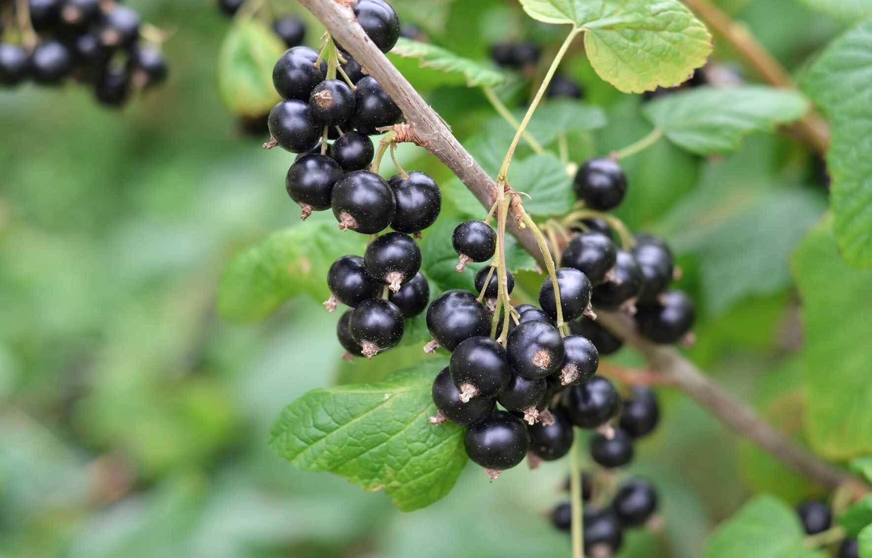 Johannisbeeren im Topf und Kübel erfolgreich anbauen VIVANNO