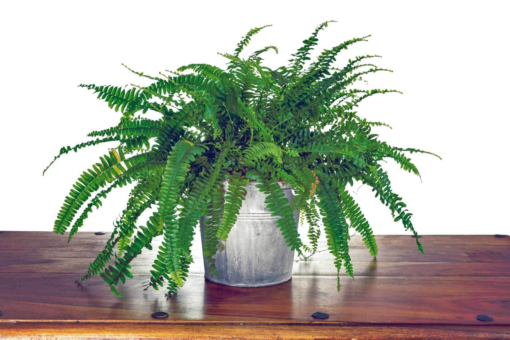 kaktus schlumbergera Schlumbergera bridgesii christmas cactus 3 cuttings – Planet Desert main image 1