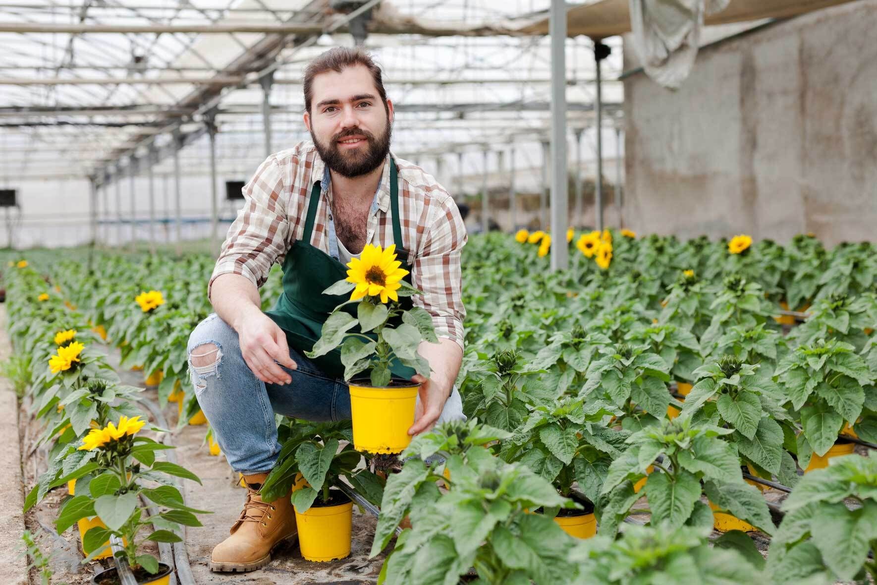 Sonnenblumen im Topf und Kbel | VIVANNO