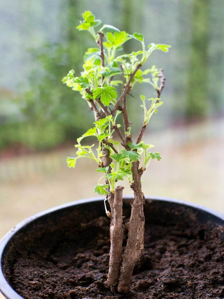 Stachelbeeren im Kbel pflanzen und pflegen | VIVANNO