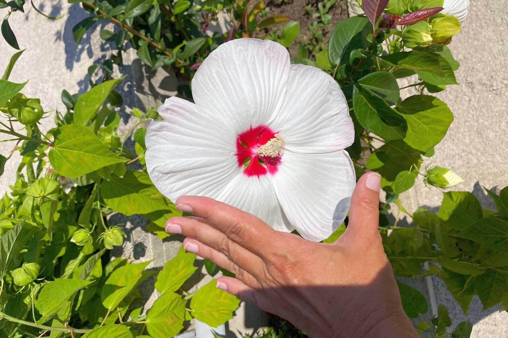 Hibiskus im Kübel pflanzen und pflegen VIVANNO