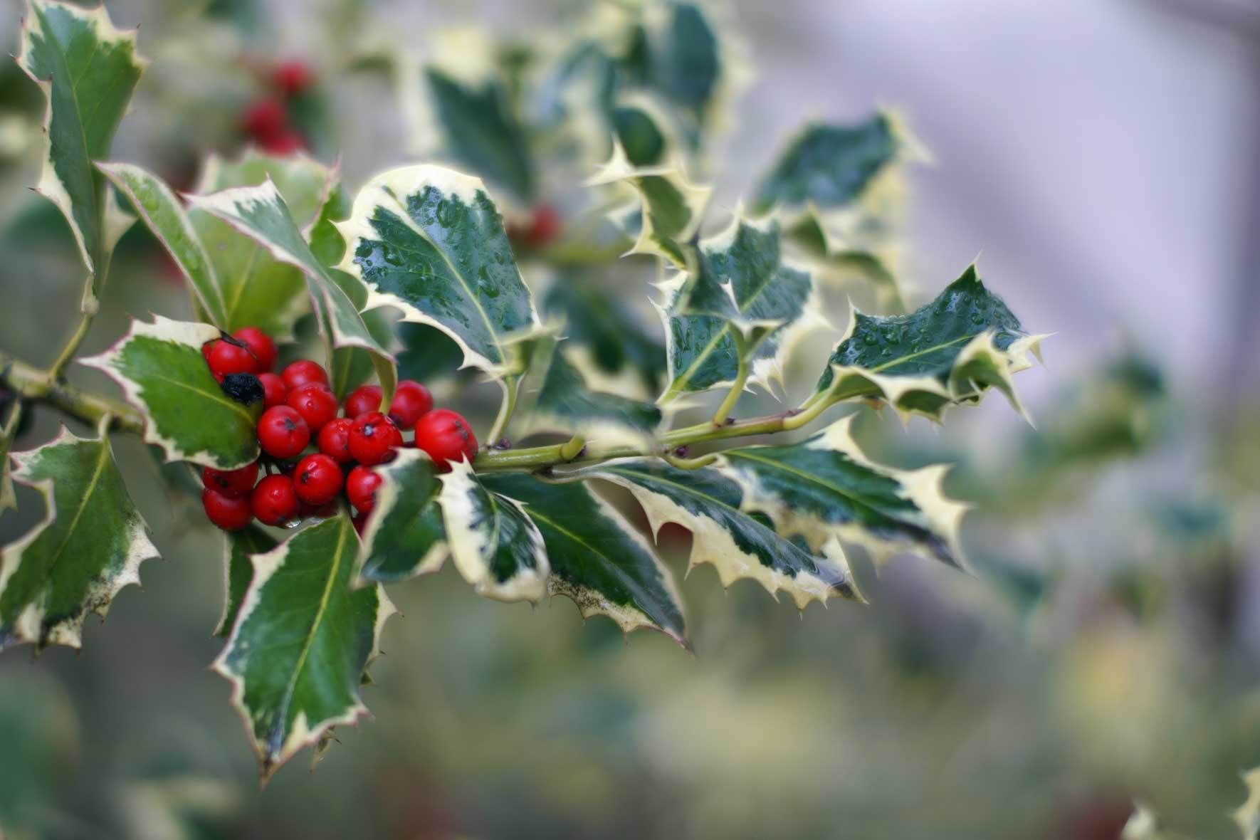 Stechpalme (Ilex) im Topf und Kbel | VIVANNO