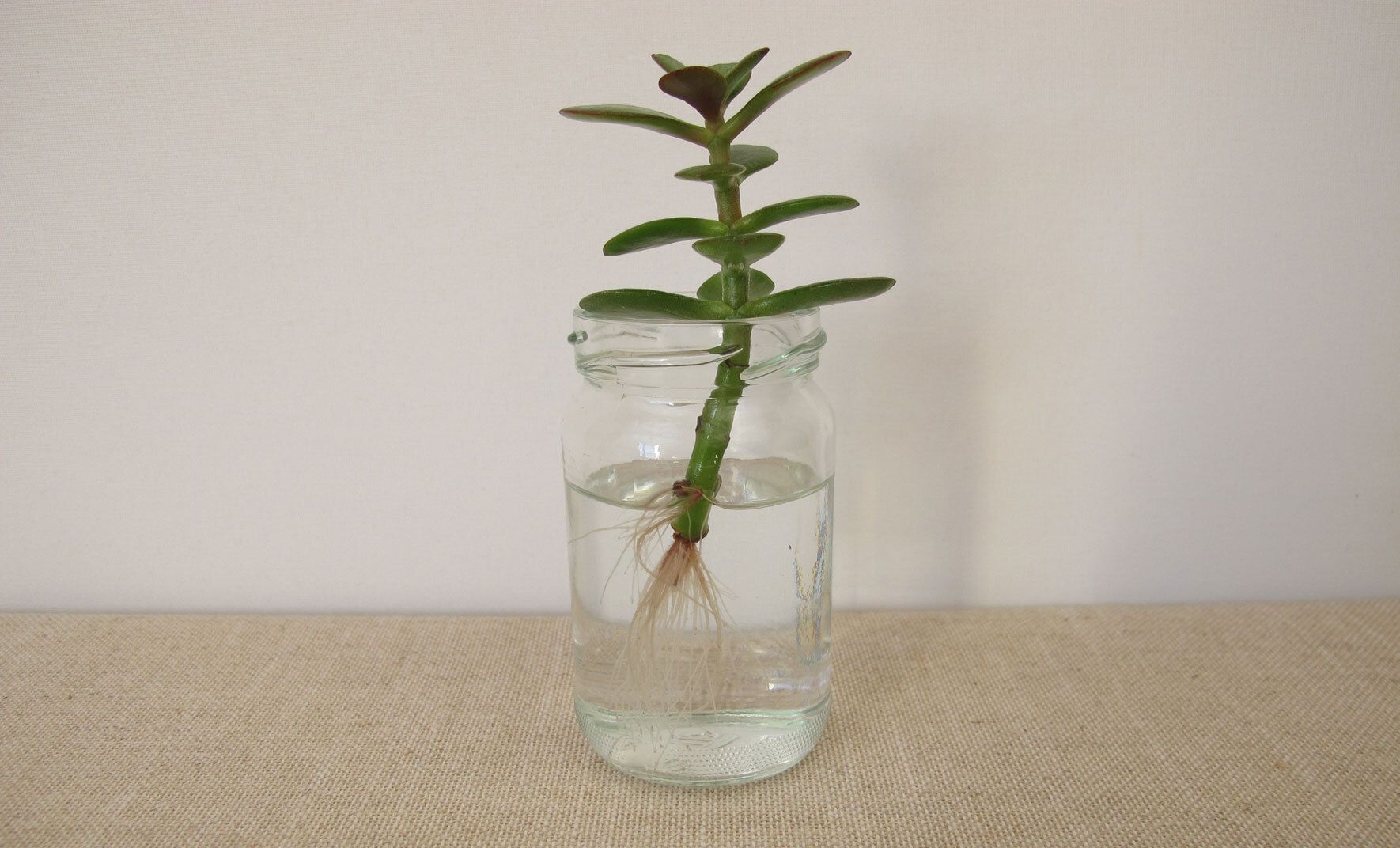 Der Geldbaum (Crassula ovata): Standort, Pflege und Vermehrung | VIVANNO
